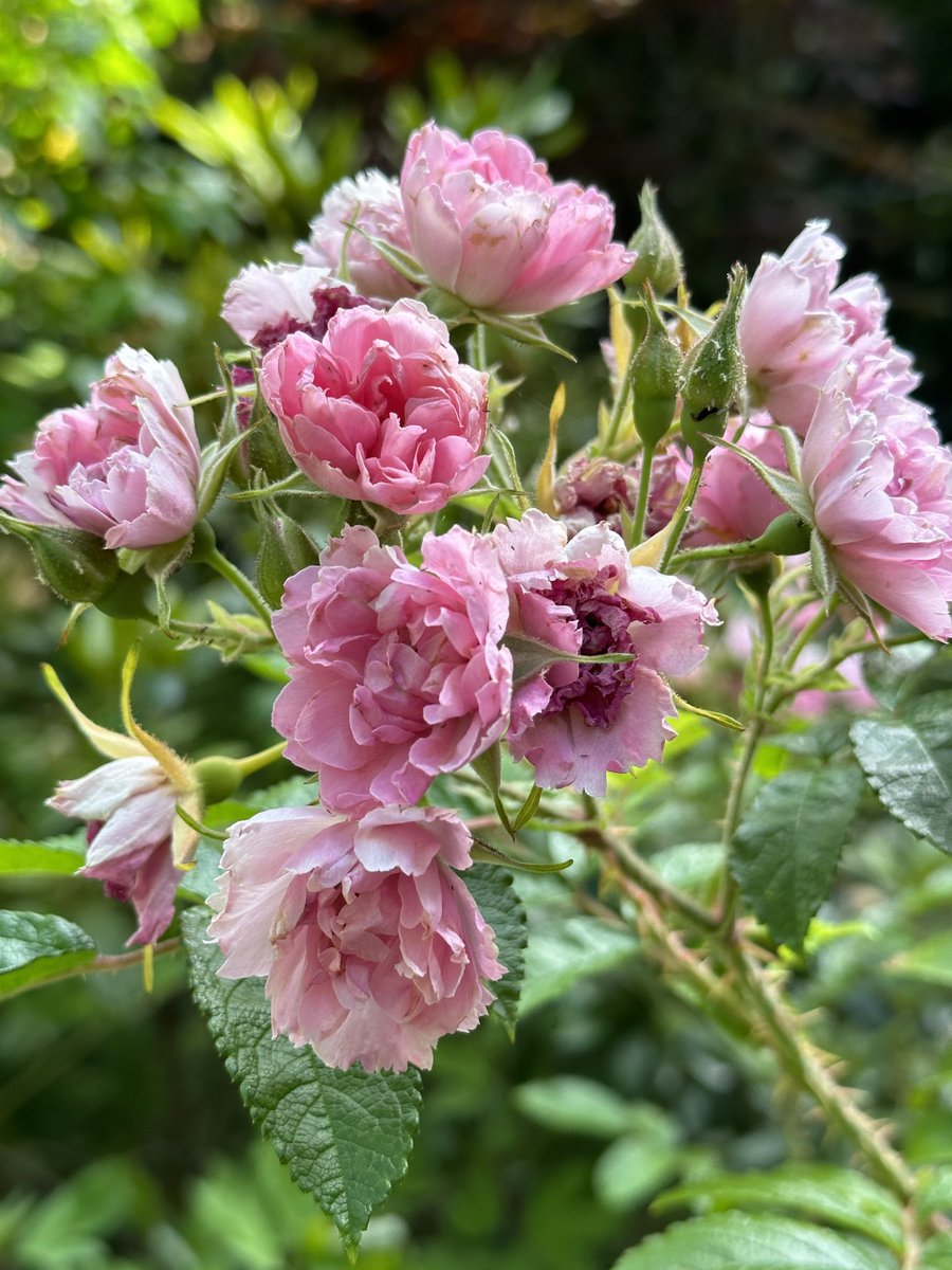 Nature’s own bunch 
#RoseWednesday #roses #flowers