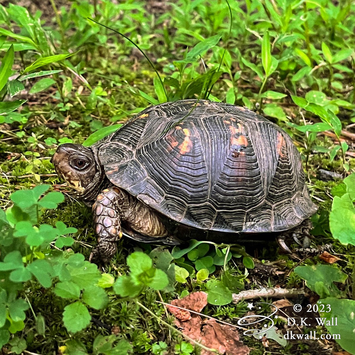DKWallAuthor's tweet photo. Our wildlife around #Asheville comes in all shapes, sizes, and speeds. Fortunately, I had time with this one to focus the camera.

#photography #wildlife #turtles https://t.co/n6dUiV7TLh
