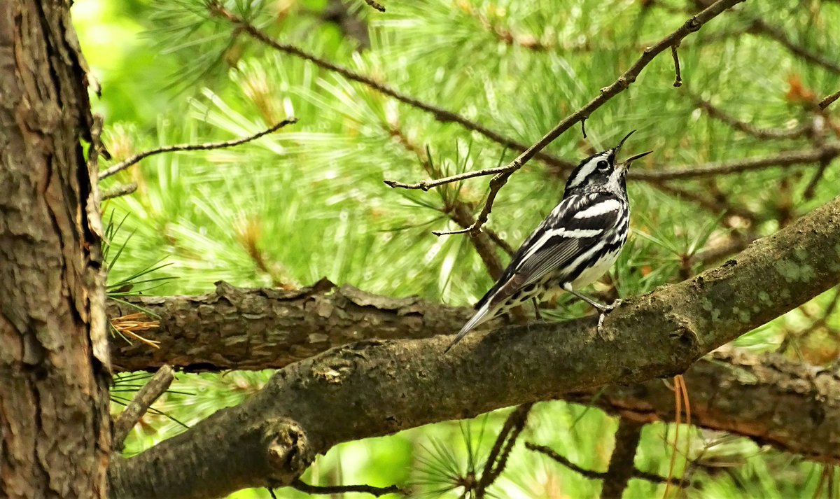 DCNRnews's tweet photo. A black-and-white warbler warbles among the pines of Bower Mountain in #TuscaroraStateForest. Black-and-white warblers can be seen creeping up, down, and around tree branches and trunks, foraging for hidden insects in the bark. #WildlifeWednesday #PaStateForests #PaWildlife https://t.co/CF3BNleaO2