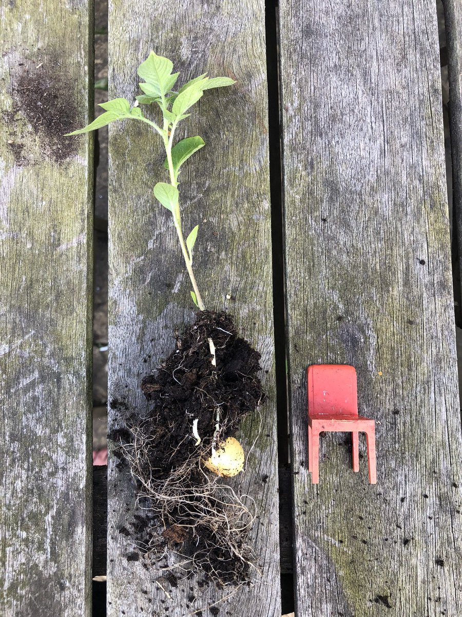 Digifem's tweet photo. It can be surprising to see what pops up in the seedling tray - I was hoping Zinnia or Cosmos but definitely not potato 🥔 😂😂😂 ( 1/16th dolls house chair for scale) #itsbeenabitofaday #homemadecompost #stillhaphazardlygardening https://t.co/CQc9dHqMw5