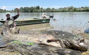 #ClapForSomeone...

Alessandro Biancardi.

The fisherman caught a monster-sized catfish from Italy's River Po. But what makes this fish story MAGICAL is the kind fisherman RELEASED the GIANT back into the water.

10 witnesses measured the Catch-and-Release record: 9 feet 4…