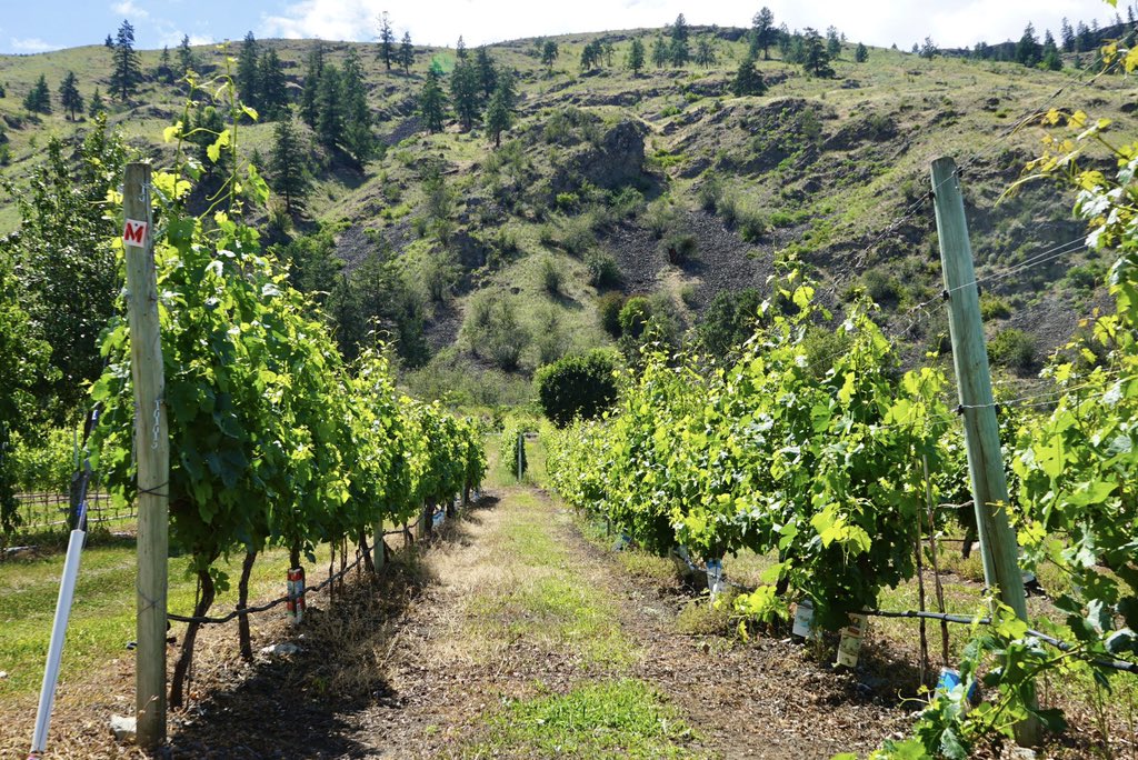 Seattle Maven 🍳🍹 Ann Peavey tweet media