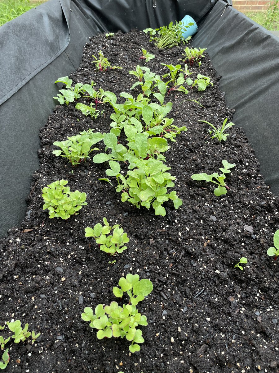 The students are really excited to see what their plants will look like when they return. <a href="/WashMillES/">Washington Mill ES</a> @FCPSScience <a href="/fcpsGet2Green/">FCPS Get2Green</a>