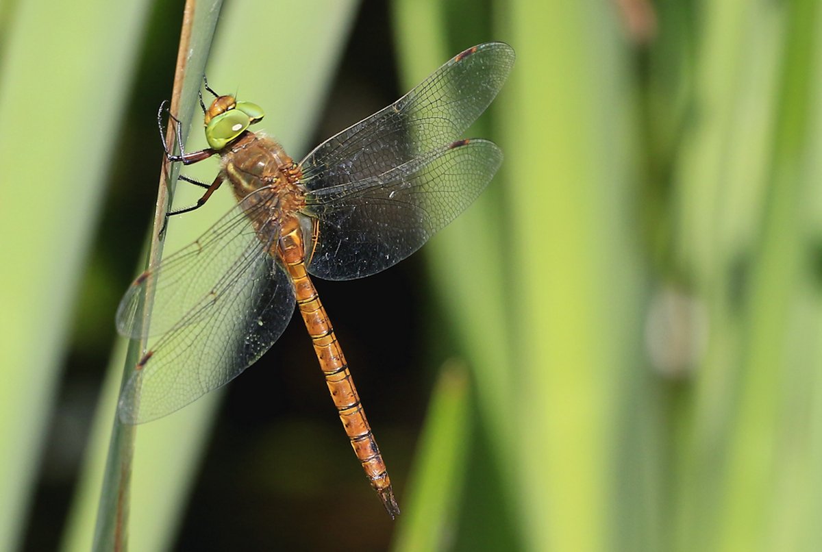 Today I had the best Dragonfly experience I have ever had! 11 different species and I witnessed some incredible sights! I will post more tomorrow but here is probably Britain's rarest dragonfly: The Norfolk Hawker.
Enjoy!
@Natures_Voice @NatureUK @BDSdragonflies @Britnatureguide