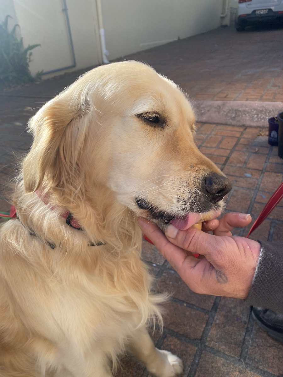 Is this our favourite visitor?
Honey the therapy dog visits weekly with her wonderful human Michelle - and people experiencing #homelessness get some quality time!
Thanks to <a href="/DeltaTherapyAus/">Delta Therapy Dogs</a> for facilitating the visits to our refuge. #Sydney