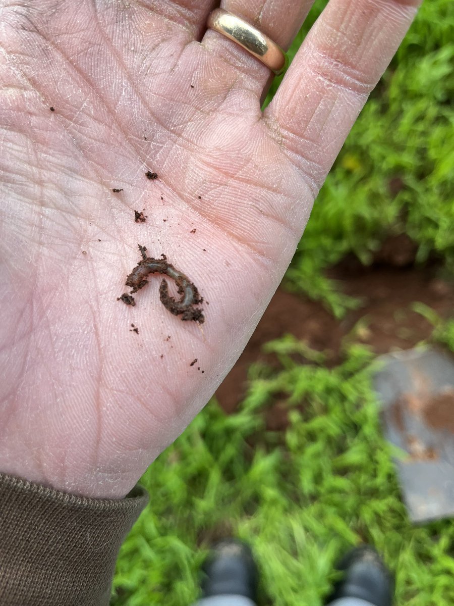 Mickvir2's tweet photo. For a bit of fun and to help support @HH_Guild12 , I joined in on their challenge.
It was interesting learning about worms and what they do for us . A lot more then I knew that’s for sure.
Have a read if I have sparked your interest
https://t.co/F65KZyMG9z
#environent #life #hive https://t.co/M9xPplFVua