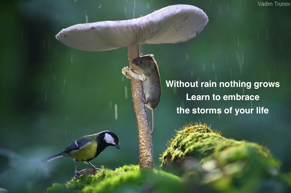 Without rain nothing grows
Learn to embrace the storms of your life.