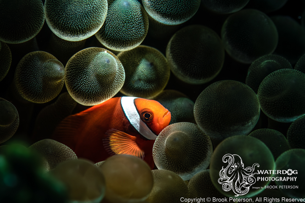 WaterdogBrook's tweet photo. Up your Underwater Photography Game!  Join a Workshop or enter a contest.  We'll show you how! - https://t.co/O1KD3sCUmg https://t.co/jTdpnjtOTw