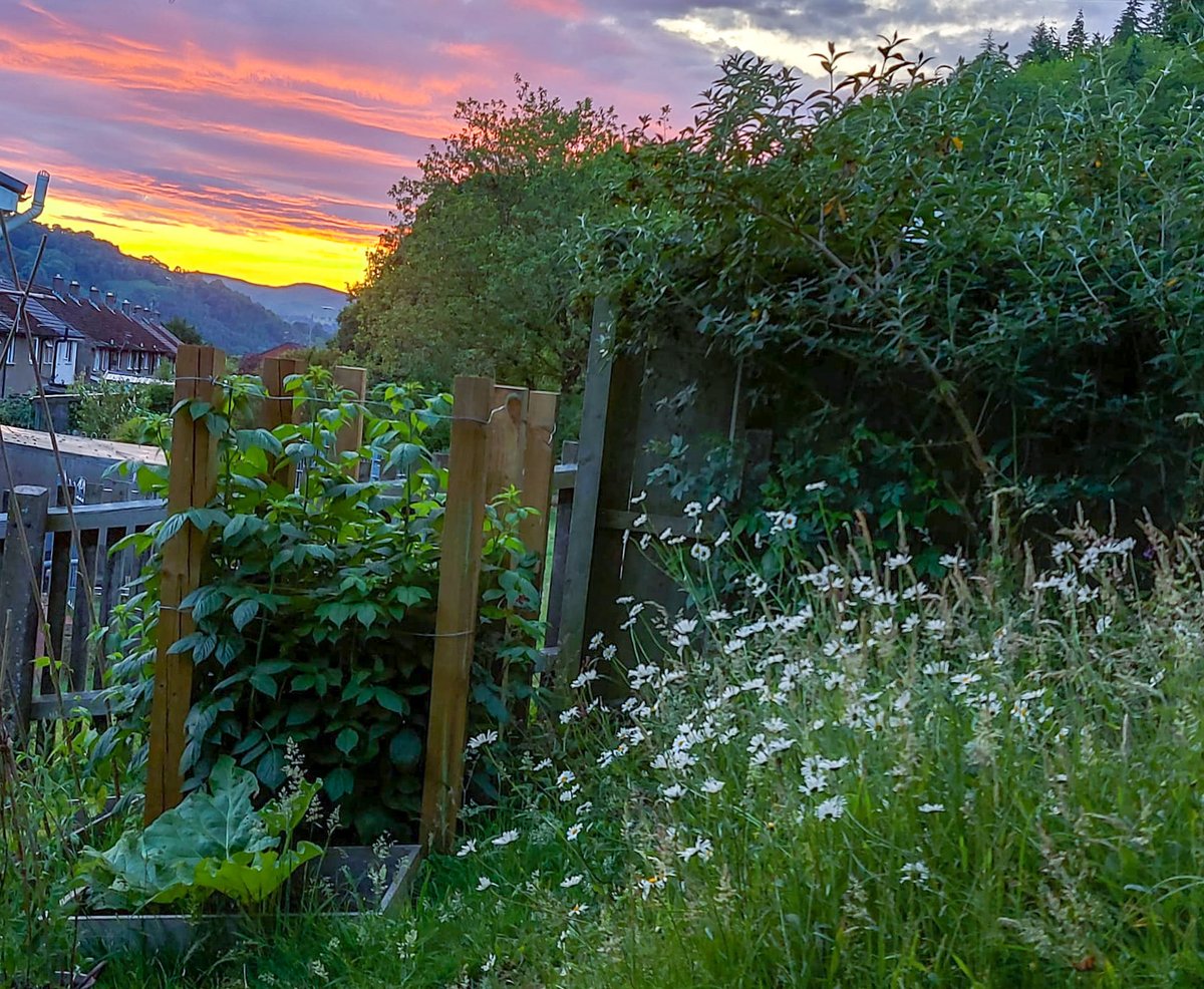 Wishing everypaw a very happy #SummerSolstice from Whales 🐳🐳
#Hedgewatch