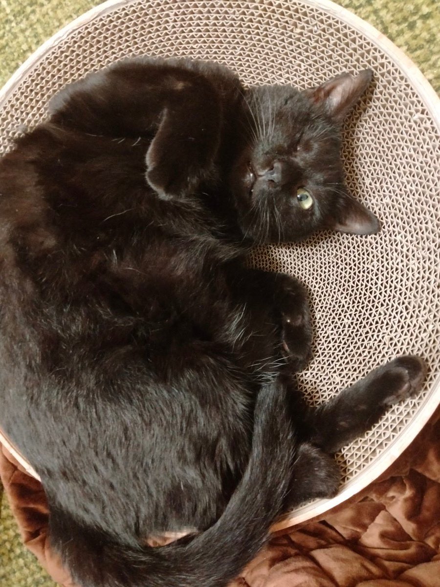 昨日は旦那の誕生日でした🎂🎉
写真は予約したケーキ💙✨️

誕生日だからか
ひなたちゃんめちゃくちゃかわいいポーズしてくれた☺️💕 https://t.co/2GJrsI4ev5