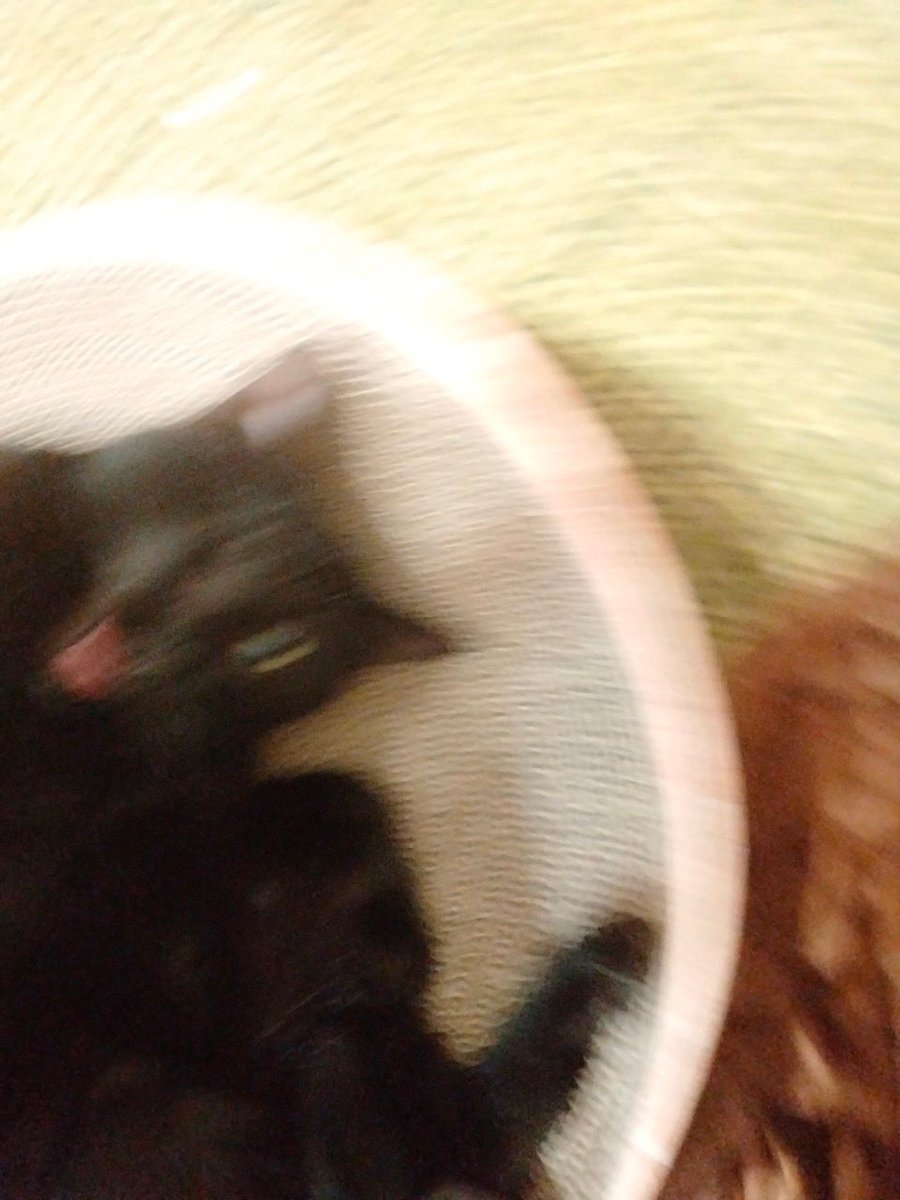 昨日は旦那の誕生日でした🎂🎉
写真は予約したケーキ💙✨️

誕生日だからか
ひなたちゃんめちゃくちゃかわいいポーズしてくれた☺️💕 https://t.co/2GJrsI4ev5