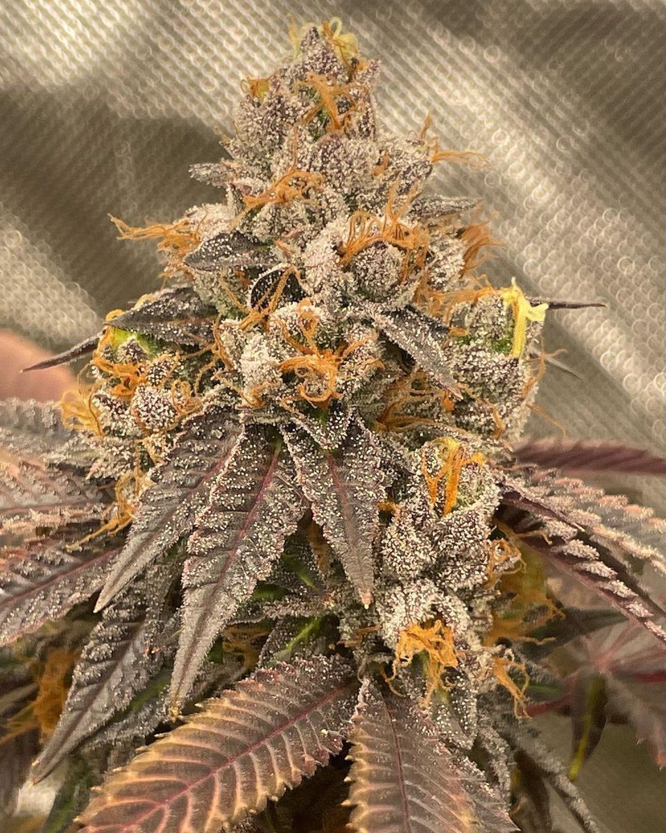 Another one of the killer crosses that sold out! Candy Colada 🍭🍹🍨 (Gelato 41 X Apples n Bananas) fem seeds! #rawgenetics