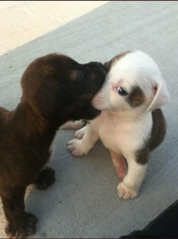 Relcry's tweet photo. My girlfriend when she gets the chance to bite me: https://t.co/vEyiY2fdeD
