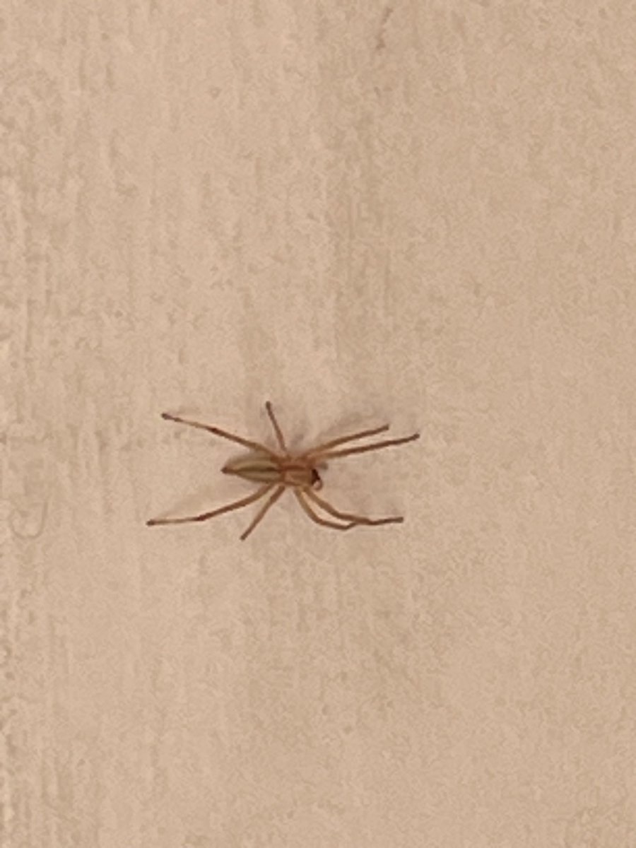 patuko's tweet photo. @Arachno_Cosas me das detalle de esta pequeña amiga? https://t.co/TBuxEQsNpi
