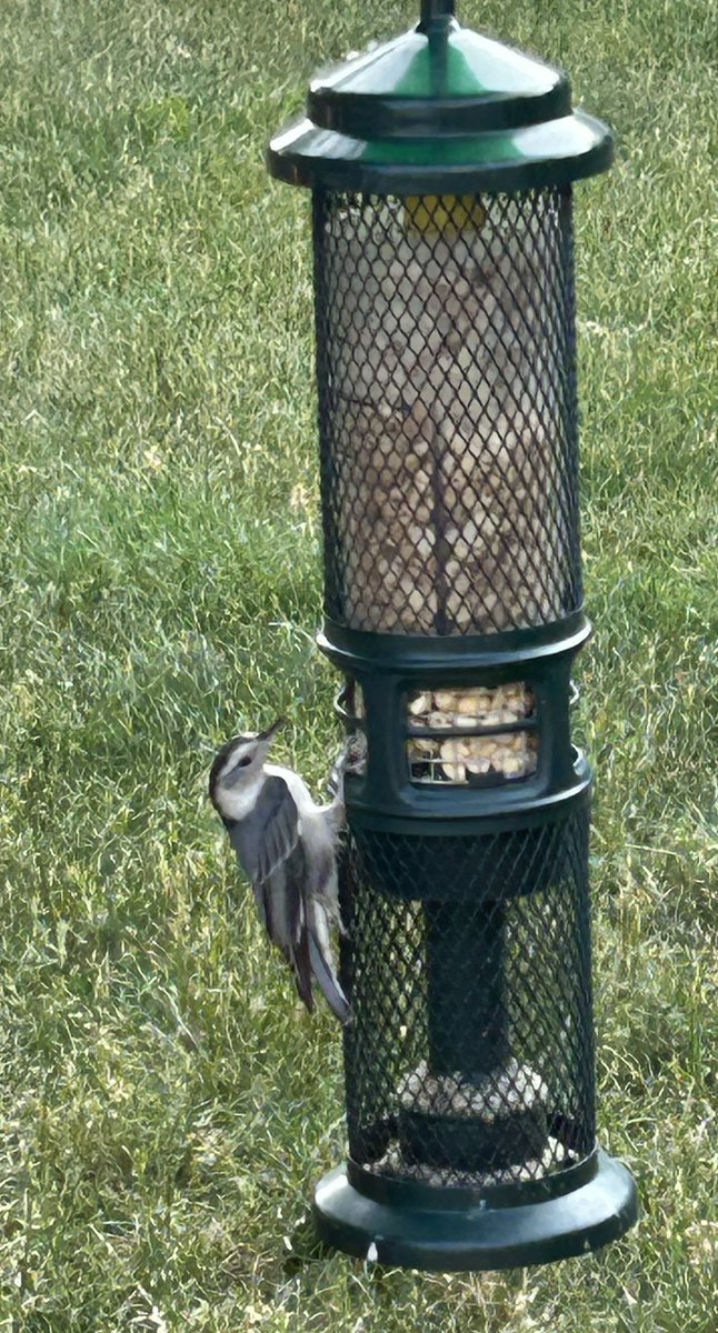 Check out this baby Nuthatch! 😍<a href="/CarlBovisNature/">Carl Bovis</a>