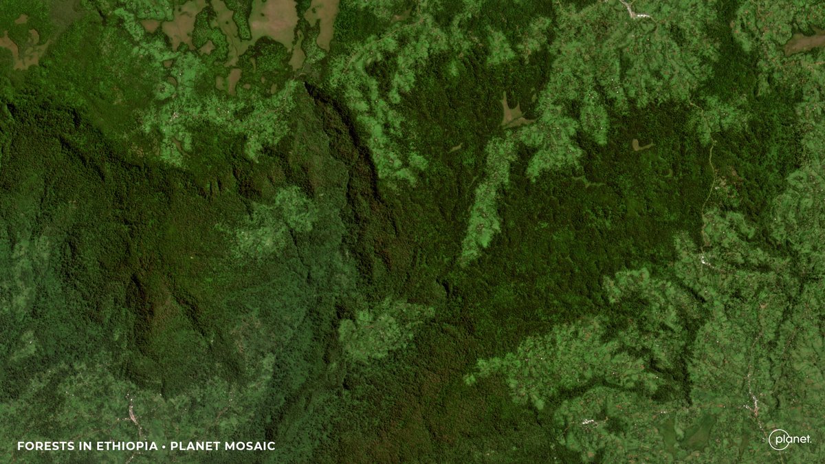 The @NICFISATdata program provides access to @Planet’s high-res #satellitedata to help reduce & reverse tropical forest loss, improve #biodiversity and combat #climatechange. 

Learn more about the NICFI program’s powerful user stories and events: go.planet.com/nicfisatdata