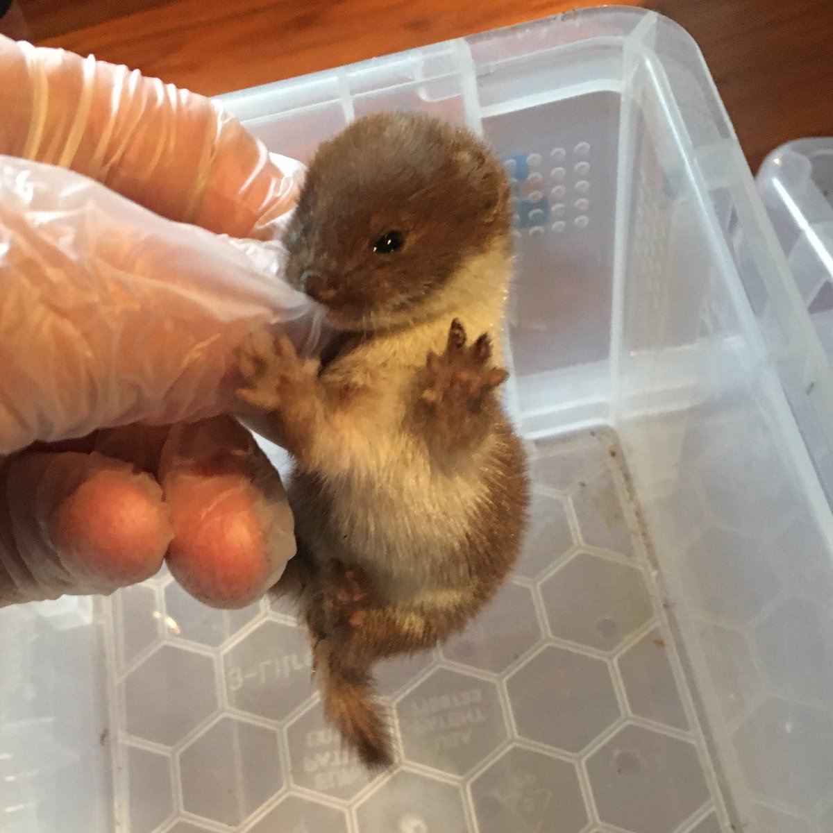 Never rains but it pours. Look what someone found on their doorstep! A young Weasel. Was cold and weak with no sign of mum so now in care.
#weasel #mustelid #wildliferescue #wildliferehab #wildliferehabber
@Mammal_Society @labmammalgroup @BBCSpringwatch @WildlifeMag @ScotWildlife
