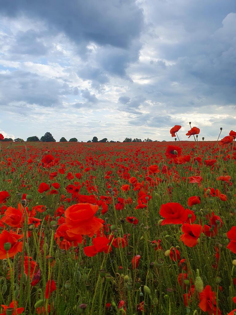 Enjoy the #EαrthPørn!

Poppy field, Northamptonshire UK [3024x4032] [OC] 
Photo Credit: loulabelle20 
.