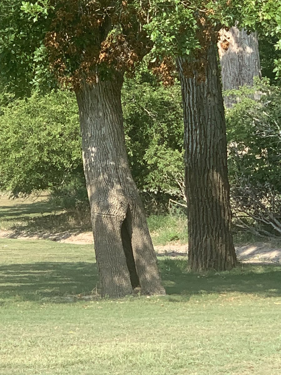 Why this tree got more dumpy than me.