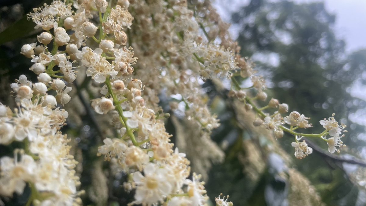 gauravdubs's tweet photo. From yesterday mornings run. Felt like I needed to get back out there to shake off some of the bad habits I’ve fallen into recently! 😅
(3.5km, 5’21”/km)

#running #runnershigh #solorun #morningrun #photography #london #lastdayofspring #spring #greenery #flowers #movingforward https://t.co/xzbfrNvcFU
