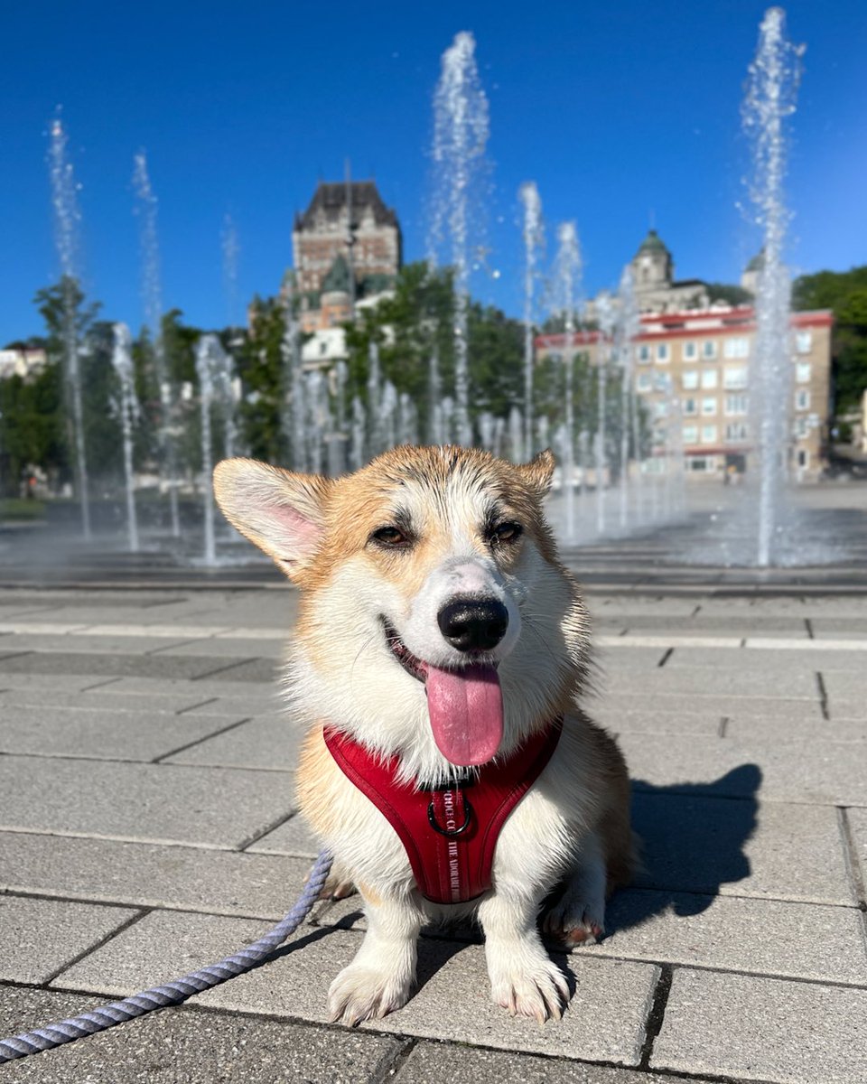 Moka the Corgi tweet media