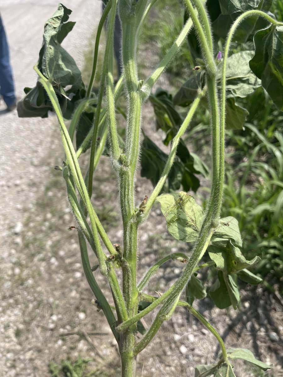 Walking some good looking AG35XF1 <a href="/BayerTraits/">Bayer Traits & Systems</a> #xtendflex soybeans with an <a href="/Asgrow_DEKALB/">DEKALB Asgrow Seed</a> customer in Jackson Co. MO today. We are dry, and the tap root on these beans is unbelievable. Going deep to find that moisture!
