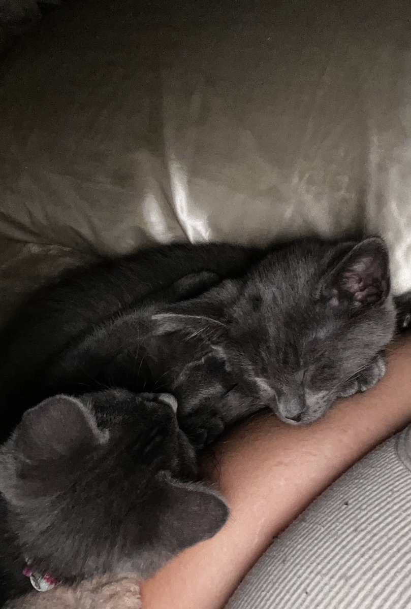 toxictenshi's tweet photo. kittens 💗 https://t.co/gFJx2vSL5F