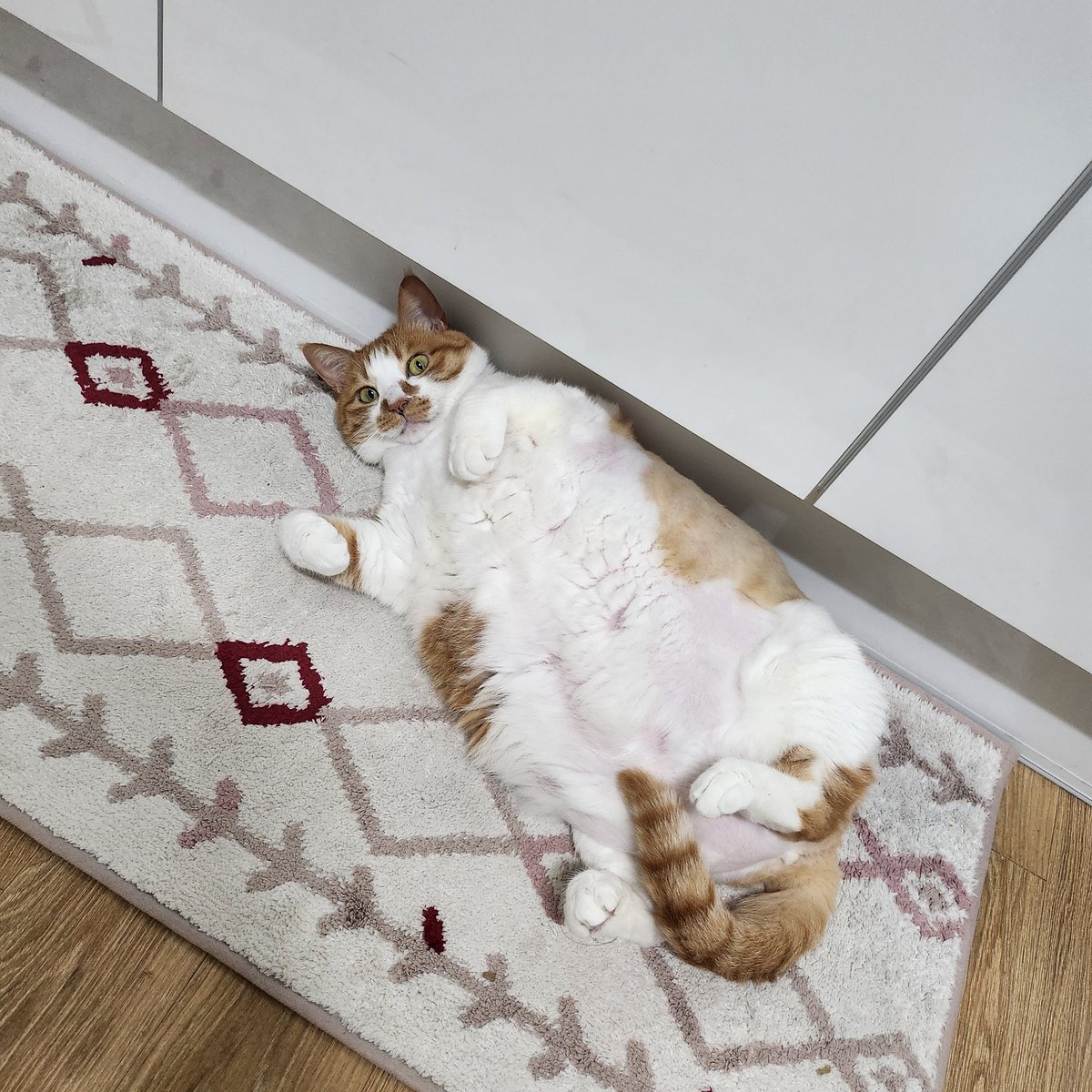 챔취마요 (@chem_mayo) on Twitter photo 