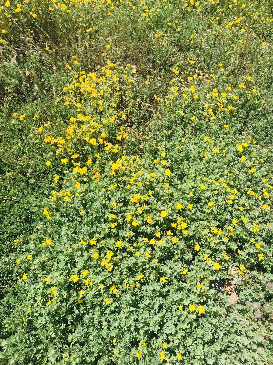 Bahar yeni gelmiş gibi…

Günaydın dostlar mutlu sabahlar…💛💙🌹🌹🌹☕️☕️