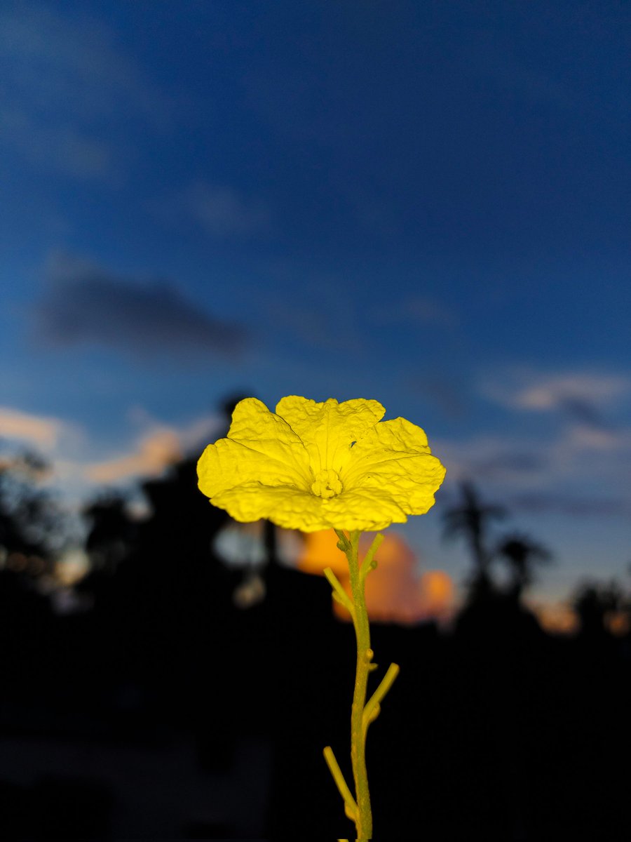 The Flower 
#JoyousJune #ShotOnSnapdragon #Snapdragon @Snapdragon @Snapdragon_IN @SamsungIndia #snapdragoninsiders #withGalaxy editted on @Lightroom @Snapdragon_ID @SamsungBrasil