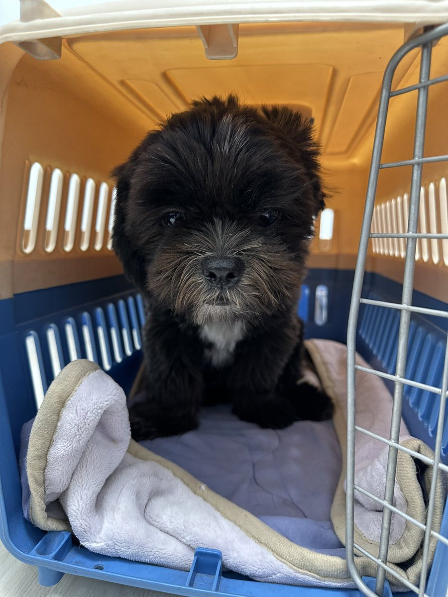 Charlie puppy 🐶 🌈 🐶Chloe 🌈 ❤🌈 🐶Chumchum 🌈 tweet media