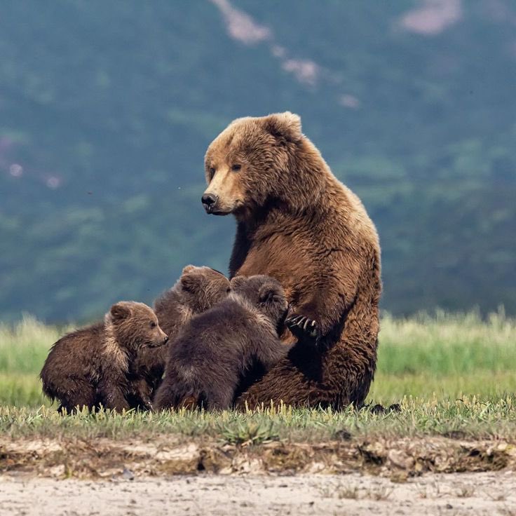 Good morning Twitter-Friends…Happy Thursday 🐻🐻🐻🩷

#ThursdayThoughts 🌷 #CoffeeTime ☕️ #AnimalLovers 🩷 #BeKindAlways 🌸 #PeaceAndLove 🕊️