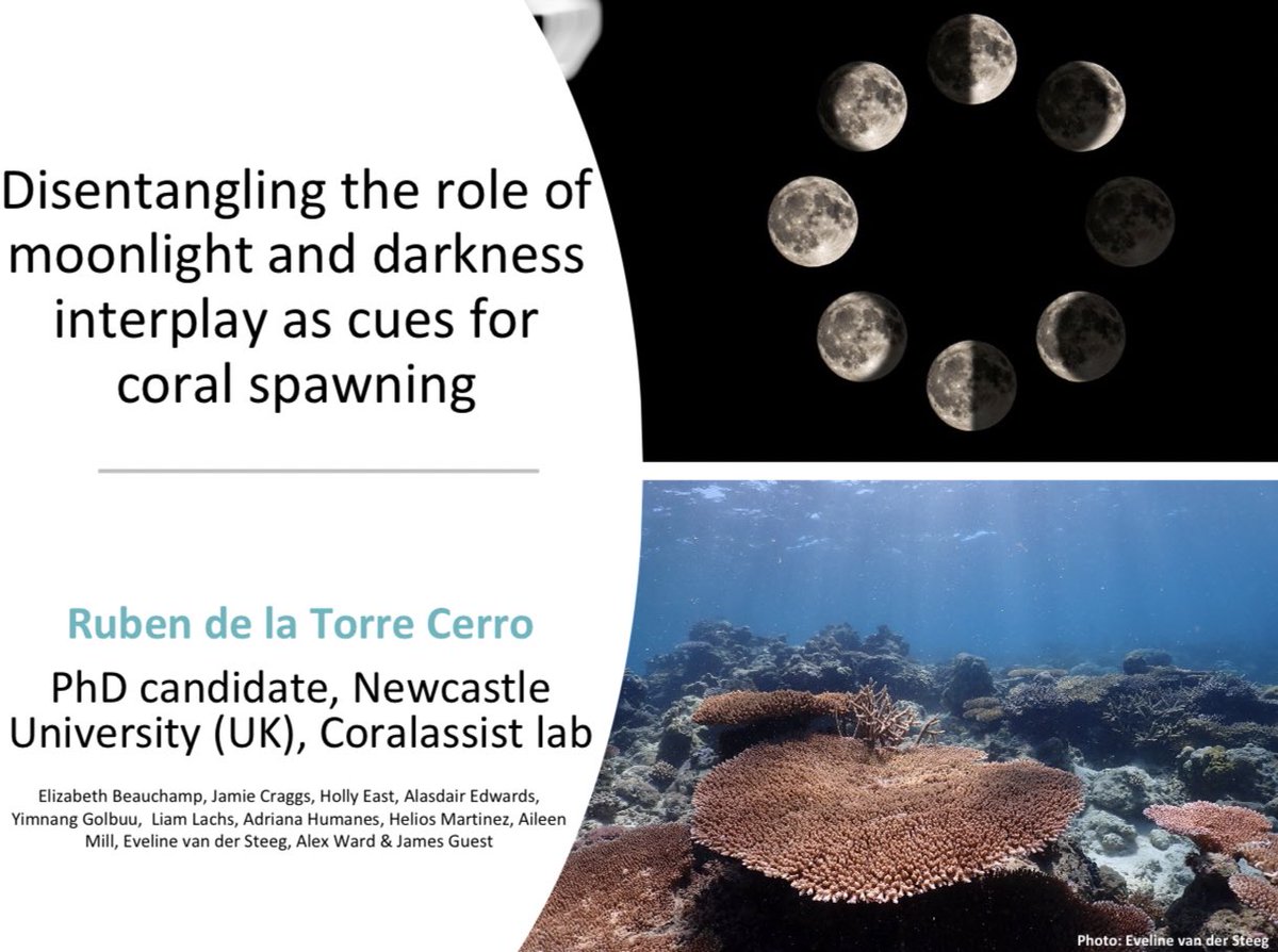 I’ll be presenting today at 16:30 in LT 53 @apcrs2023 swing by if you want to hear more about the cues of coral spawning timing and synchrony! @Coralassist_Lab @PICRCPalau