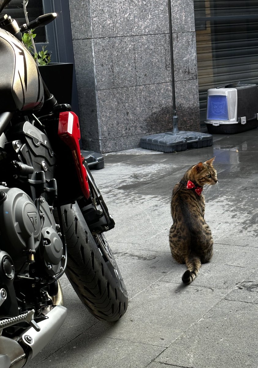 ararad__'s tweet photo. İstanbul beyefendisi
#korlas #triumph https://t.co/TDgLgYAfJI