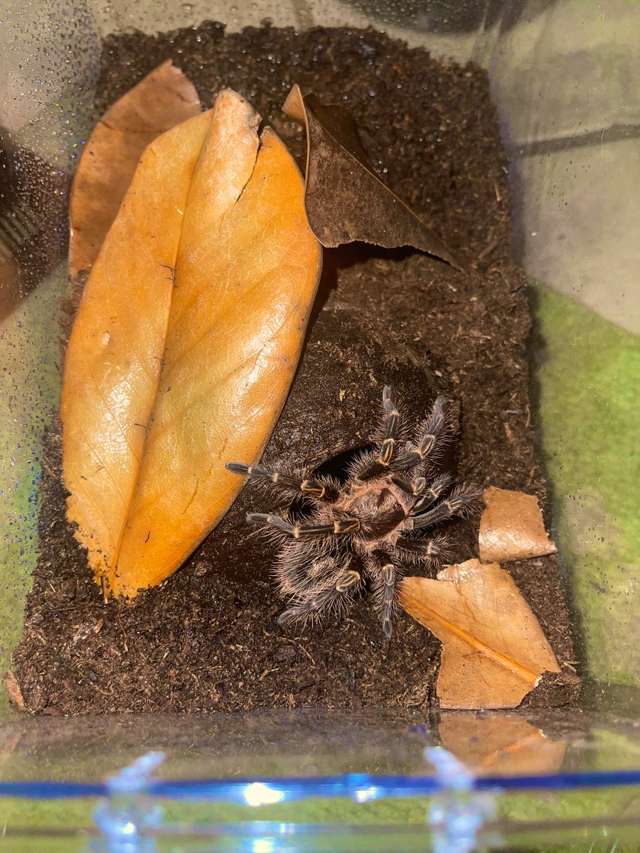 its_pulchra's tweet photo. I rehoused 2 of my tarantulas tonight 😵 I’m exhausted lol But I managed to get some nice pics of this guy. This is Thor, my Grammostola Pulchripes (Chaco Golden Knee). I adore his yellow stripes so much 🤩
#exoticpets #tarantulakeeper https://t.co/myJvOBtevU