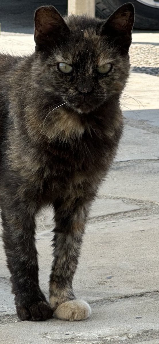 They said I was ugly and I wouldn’t even get one like or retweet what you think ?😿