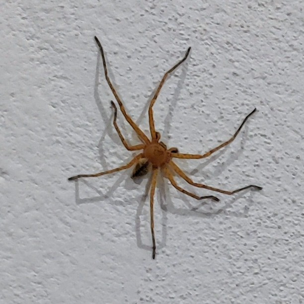 Sergiotca's tweet image. Hola @Arachno_Cosas, me ayudan a identificar está araña? la encontré en la pared de mi cochera. Vivo en Puebla, México.
