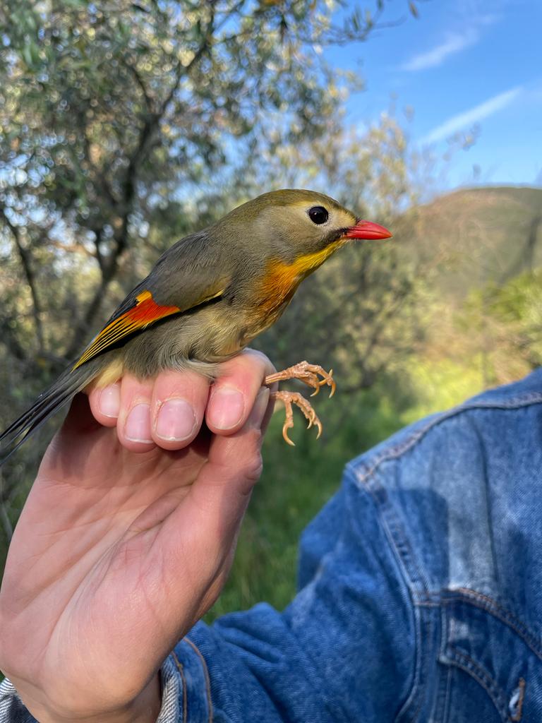 Bea Maas 🐦🦇🌳 tweet media