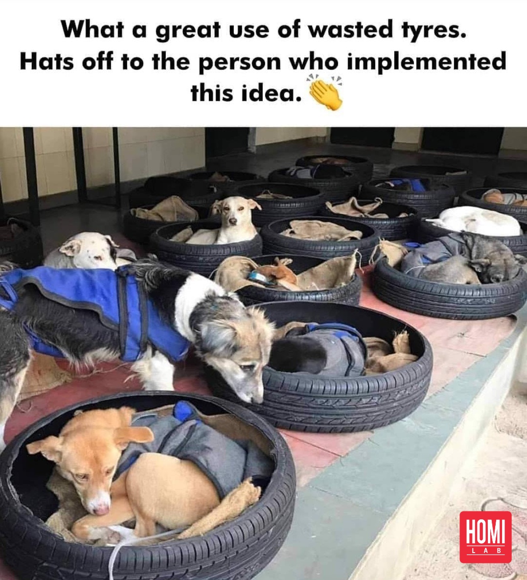 Turning trash into tails! 🐾♻️
These recycled tires have found a new purpose as cozy doggy homes! 🏠❤️ Give abandoned pups a safe and sustainable shelter.
#EcoDogHomes #WasteToWoofers #RecycledRescue #TiresToTails #GreenLiving #PawsitiveImpact