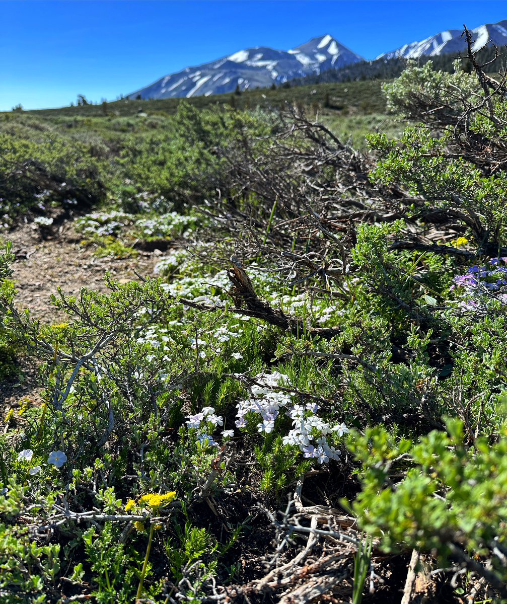 Happy Solstice from Mammoth! Winter at 9k feet, spring at 7800.