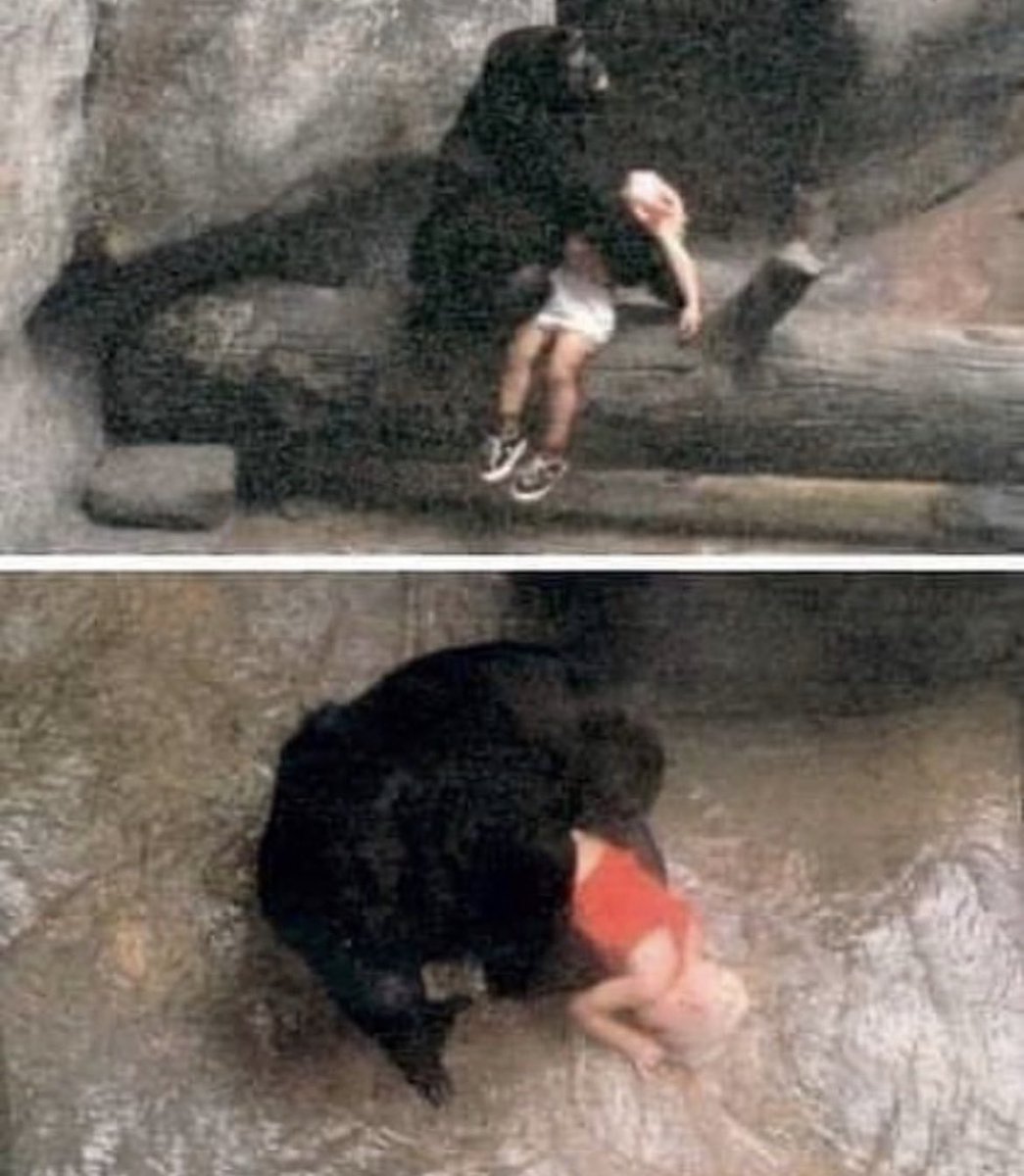 In 1996, Binti Jua, an 8-year-old female Western lowland gorilla, tended to a 3-year-old boy who had fallen into her enclosure at the Brookfield Zoo in Illinois.

On August 16, 1996, Binti Jua, who was eight years old at the time, witnessed a three-year-old boy climbing the wall