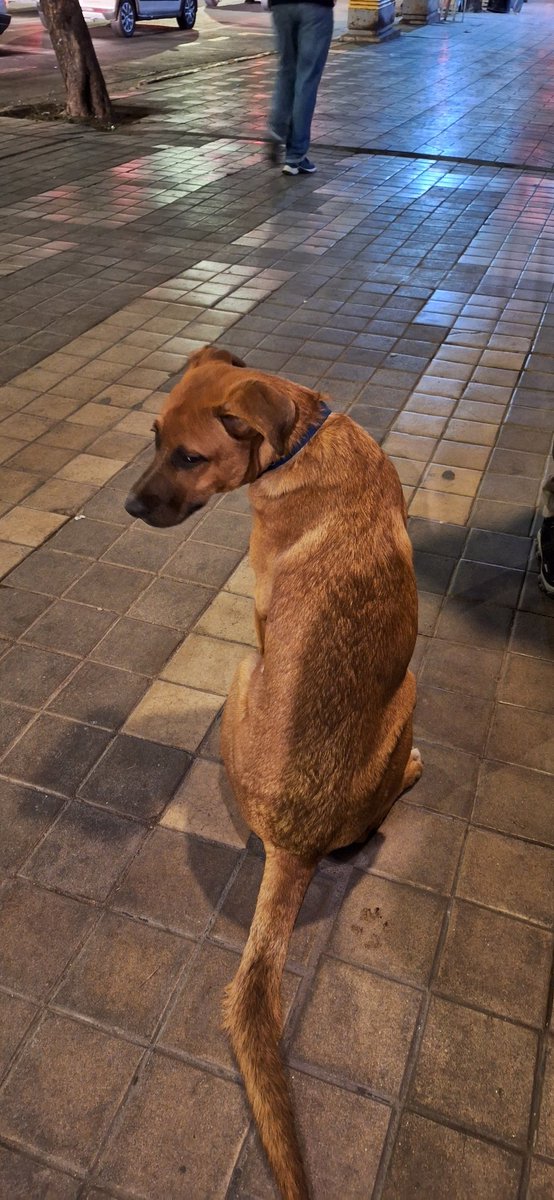 carosalomoon99's tweet photo. Encontré este perrito perdido por Bv San Juan justo enfrente de Maria Maria. Parecia ser cachorro aunque grande de tamaño (hacia pis sentado). Unos chicos lo refugiaron en el edifico Bv S.J al 347.

Ayuden a que sus dueños lo encuentren 🥺🙏

@VivireNuevaCba  @VivirEnNuevaCba https://t.co/xSAWIavCJt