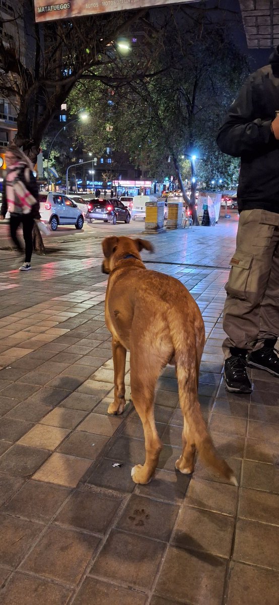 Encontré este perrito perdido por Bv San Juan justo enfrente de Maria Maria. Parecia ser cachorro aunque grande de tamaño (hacia pis sentado). Unos chicos lo refugiaron en el edifico Bv S.J al 347.

Ayuden a que sus dueños lo encuentren 🥺🙏

<a href="/VivireNuevaCba/">VivirenNuevaCórdoba®</a>  <a href="/VivirEnNuevaCba/">Vivir en Nueva Cba</a>