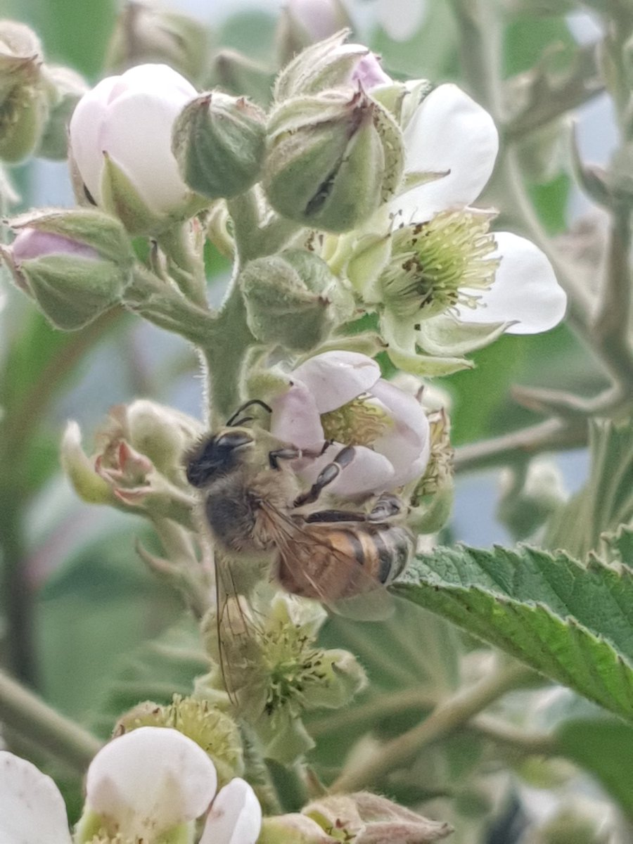 Qatequil's tweet photo. 16.6.23 fecha memorable de un nuevo comienzo.
Avanza que el peso no cansa, 
Dice una dulce ABEJA
Mientras se frota la panza. https://t.co/aOtUYpY7cE