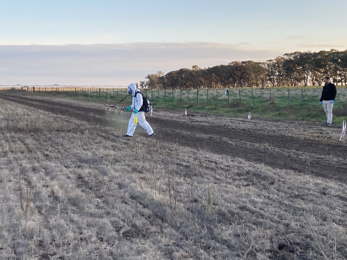 AnaErrazquin's tweet photo. Gracias @facu_cortese por tu experiencia y predisposición para concretar el ensayo de @Bayer4Crops @AgroBayerAR #Mateno
Y con la compañía de Rocco https://t.co/qMiIXB0FCv