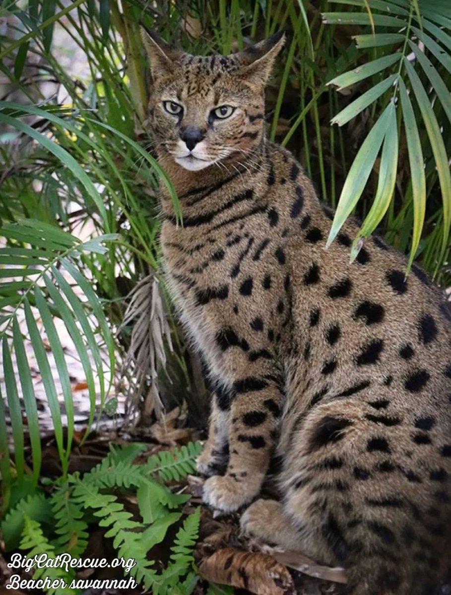 Good night Big Cat Rescue Friends! 🌙
It’s good night and sweet dreams from our most handsome Beacher! 

#GoodNight #BigCats #BigCatRescue #Rescue #SavannahCat #NotAPet #Florida #Sanctuary #WednesdayNight #CaroleBaskin