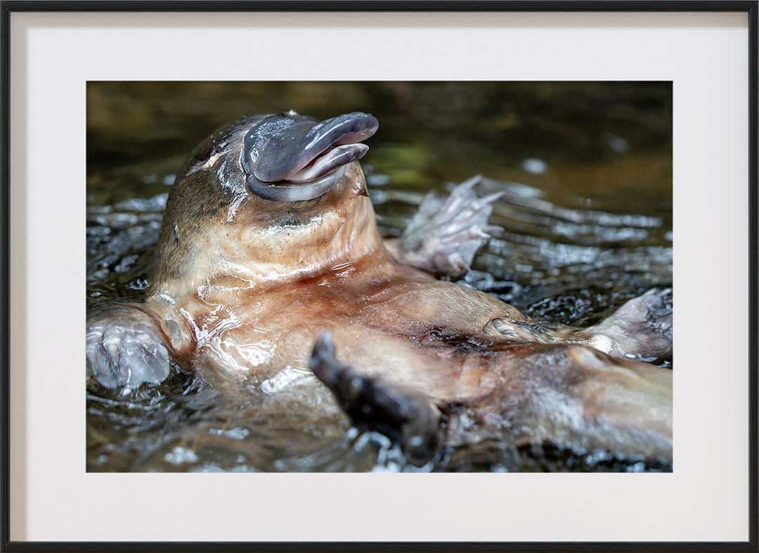 The joy of being platypus! 🥰

Meet Rolo, the little guy rolling around the waterway toward the end of #ThePlatypusGuardian.

We've released a selection of our favorite platypus images including Rolo, as fundraiser prints.

tinyurl.com/bdfptb5y