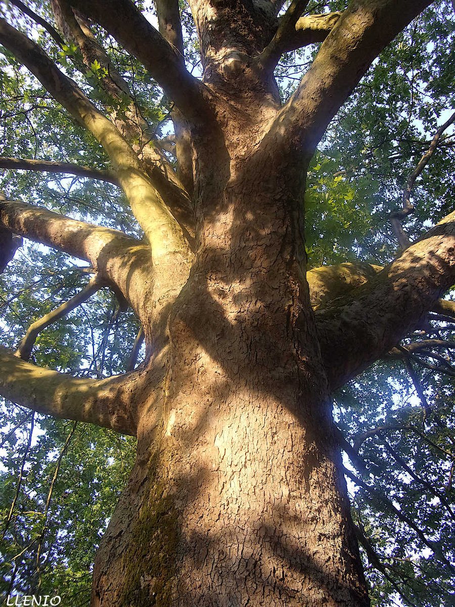 #photo #photography #Photographie #FOTOS #fotografia #Fotografie #tree #nature #naturephototography  #摄影 #फोटोग्राफी #写真撮影