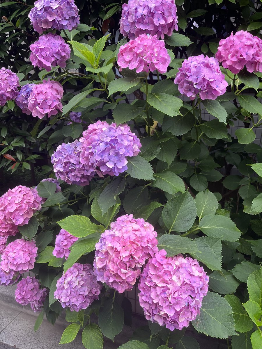 おはようございます！
久しぶりの勝手にお花シリーズ🌷（笑）
近所の紫陽花なんですがこの色でこの数…なんかパワーを感じます…✨
今日も一日宜しくお願いします☺
#花好きな人と繋がりたい #花のある風景 #TLを花でいっぱいにしょう