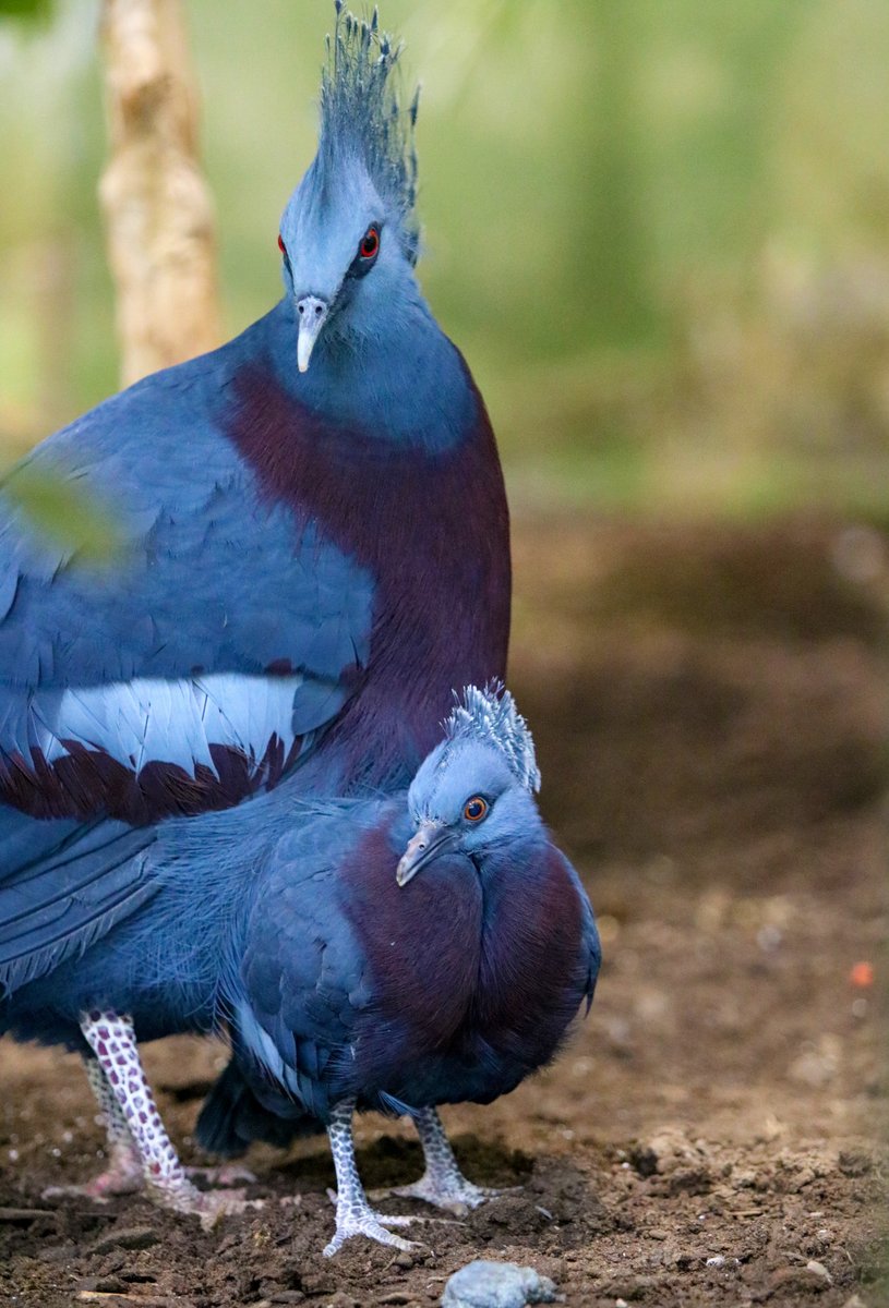 Victoria crowned pigeon chick Motley has fledged! Keep your eyes peeled for a shock of blue in the bushes. He won’t be far from his parents! #Syracusezoo